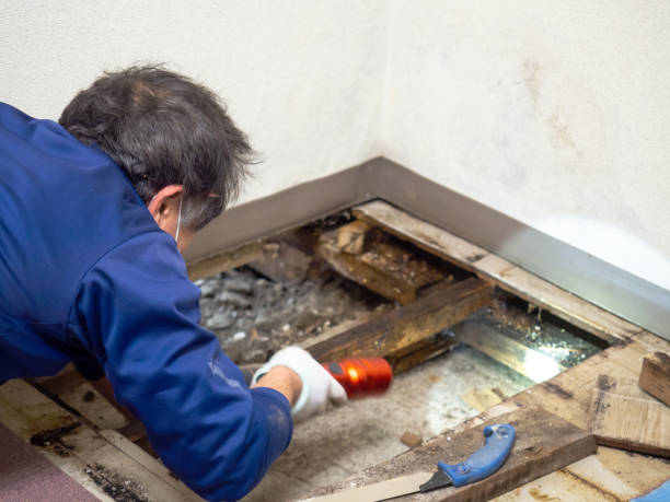 Best DIY Mold Remediation Support Services in Moapa Valley, NV