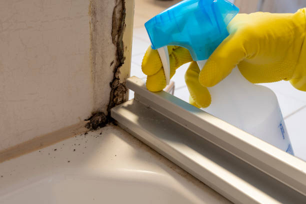 Best Bathroom Mold Remediation in Moapa Valley, NV