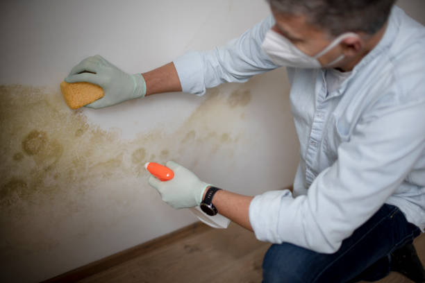 Best Post-Flood Mold Remediation in Moapa Valley, NV