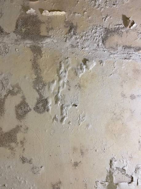Moapa Valley, NV Mold Remediation Company