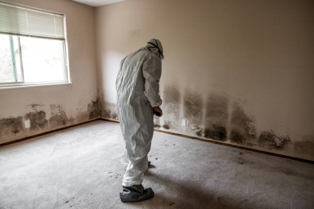 Best Residential Mold Remediation in Moapa Valley, NV